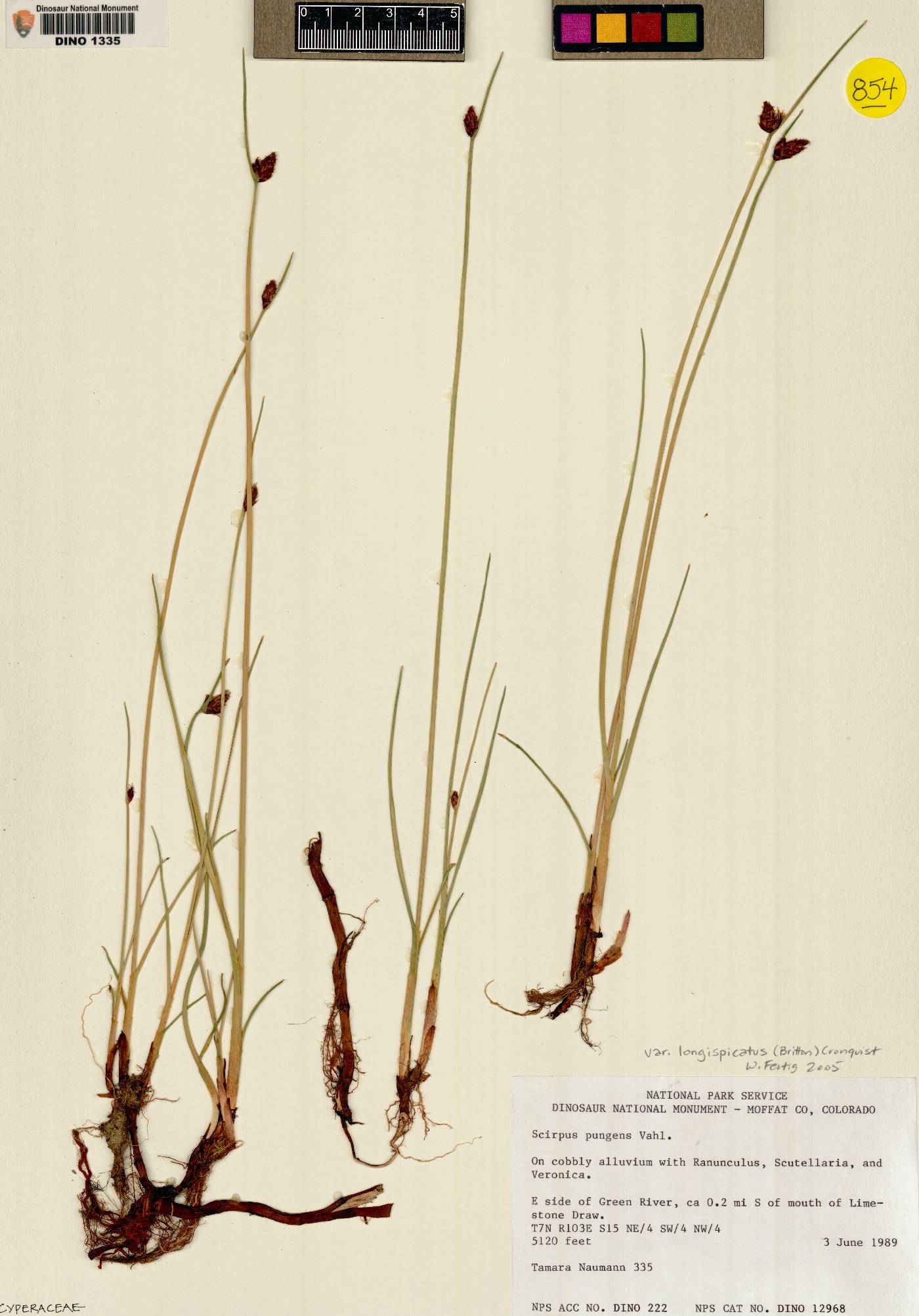 Schoenoplectus pungens var. longispicatus image