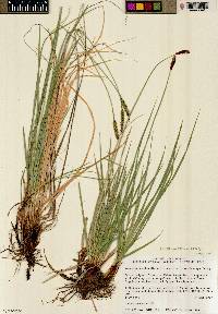 Carex curatorum image