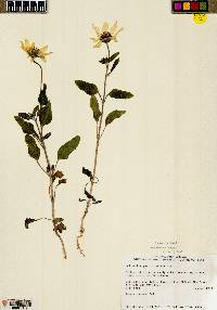 Helianthus petiolaris subsp. fallax image