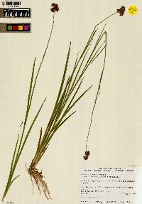 Juncus ensifolius var. montanus image