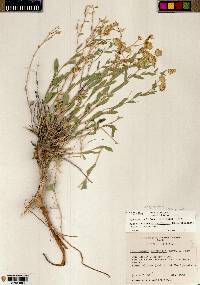 Xanthisma grindelioides var. grindelioides image