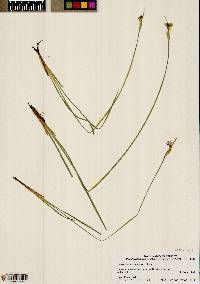 Sisyrinchium idahoense image