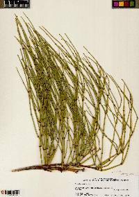 Ephedra viridis var. viridis image