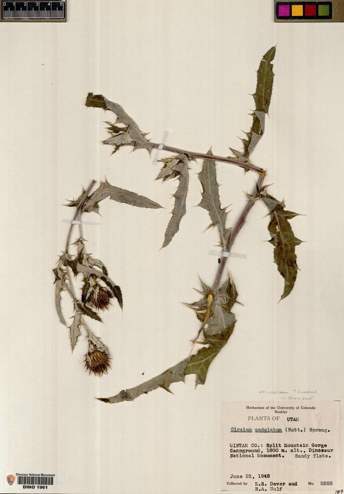 Cirsium undulatum var. undulatum image