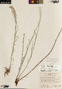 Sisymbrium linifolium image