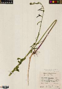 Thelypodium integrifolium subsp. gracilipes image