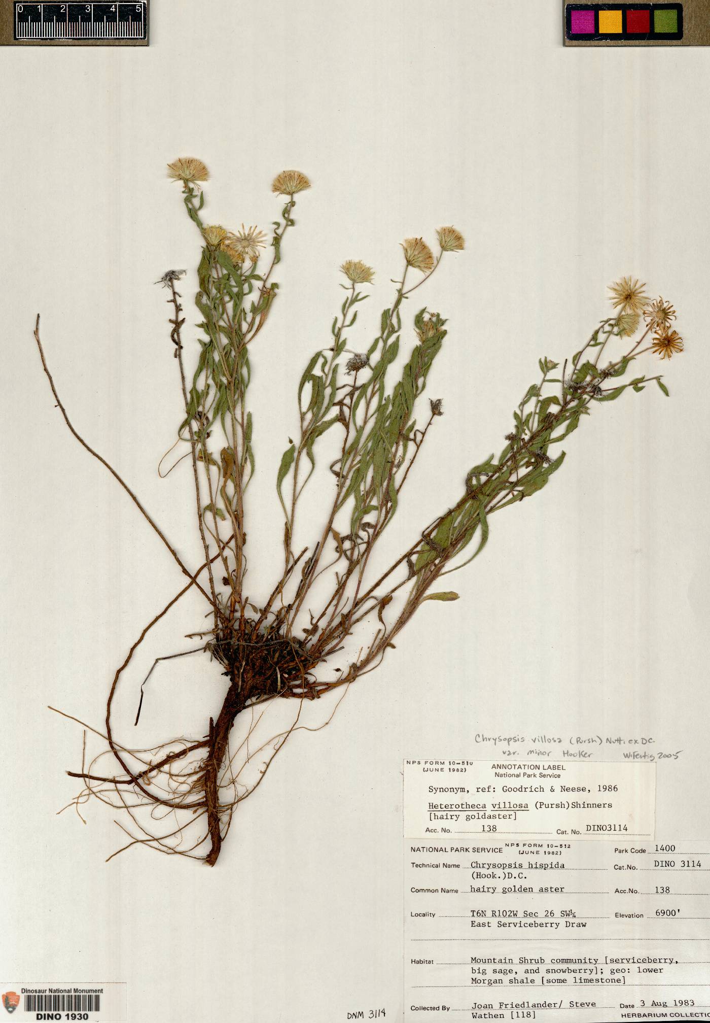 Heterotheca villosa var. villosa image
