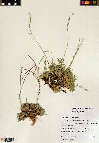 Boechera fernaldiana var. vivariensis image