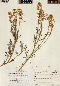 Astragalus lonchocarpus image