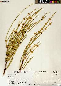 Ephedra viridis image