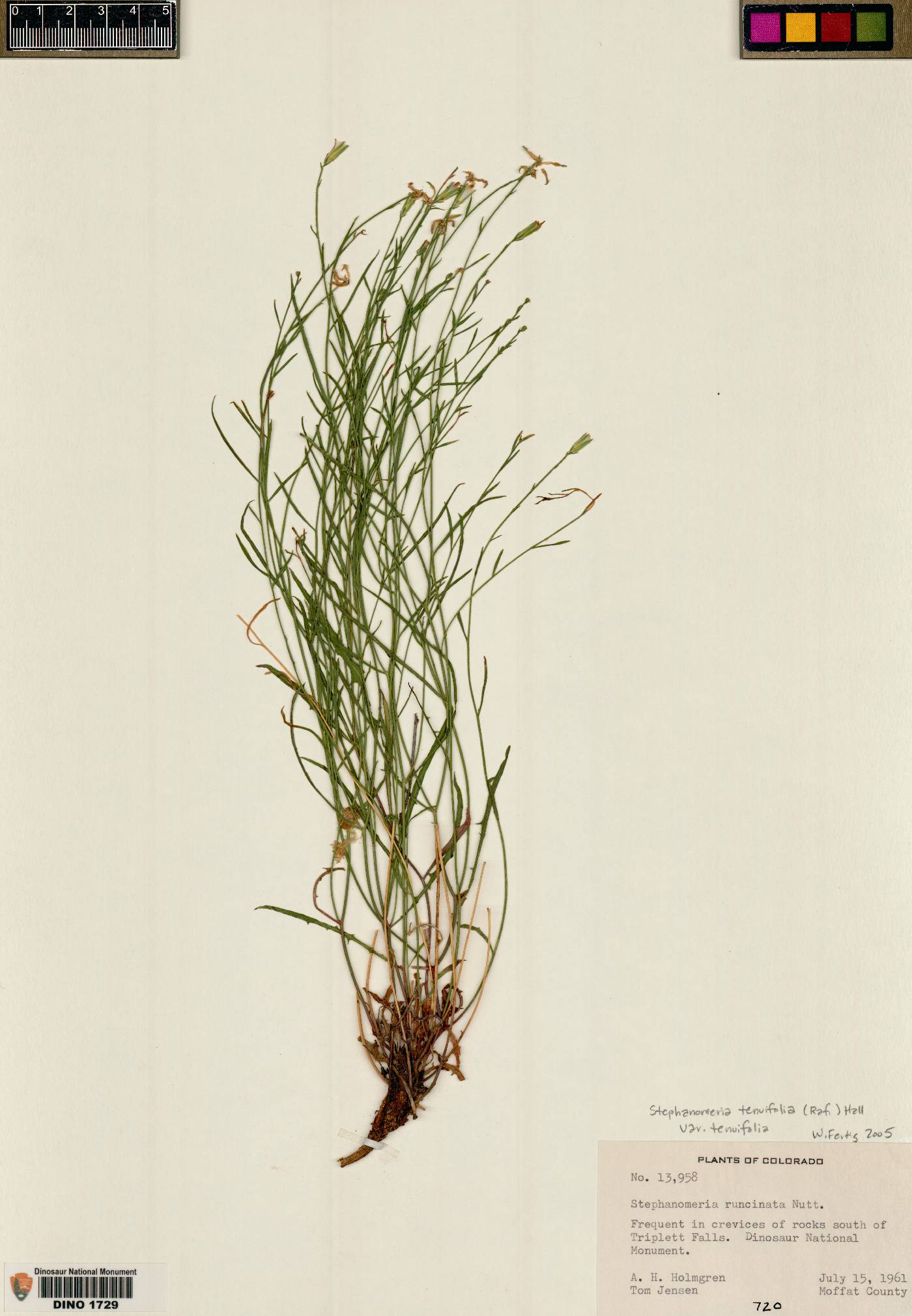 Stephanomeria minor var. minor image