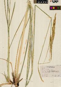 Spartina pectinata image