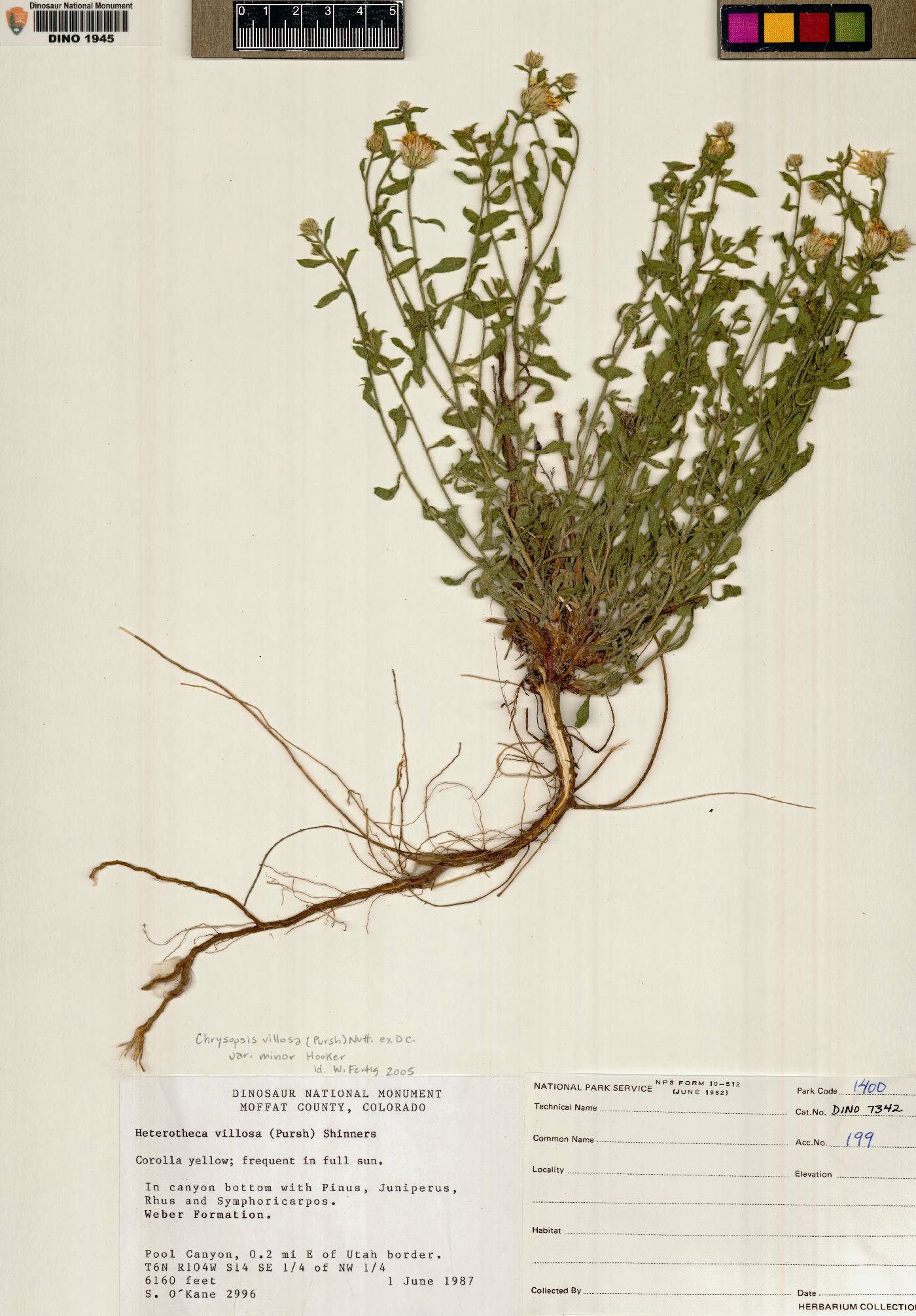 Heterotheca villosa var. villosa image