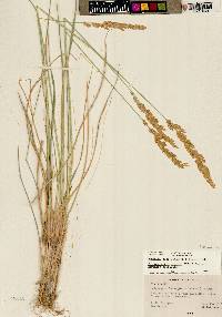 Calamagrostis stricta image