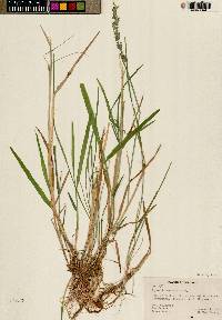 Agrostis exarata image