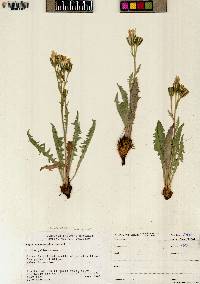 Crepis occidentalis image