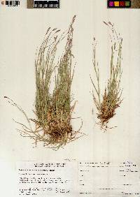 Danthonia unispicata image