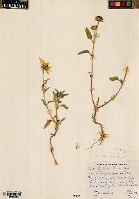 Helianthus petiolaris subsp. fallax image