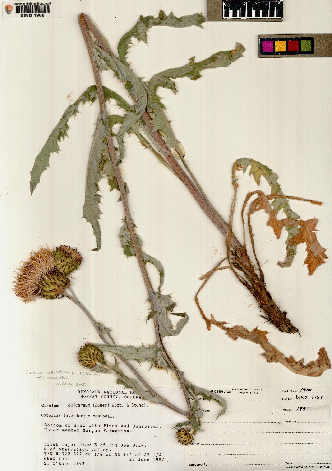 Cirsium undulatum var. undulatum image