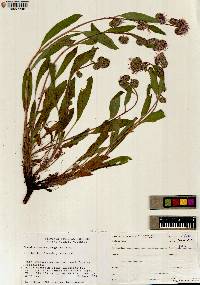 Phacelia hastata image