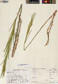 Boechera stricta image