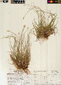 Danthonia unispicata image