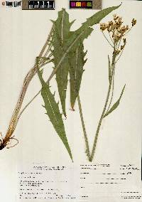 Crepis acuminata image