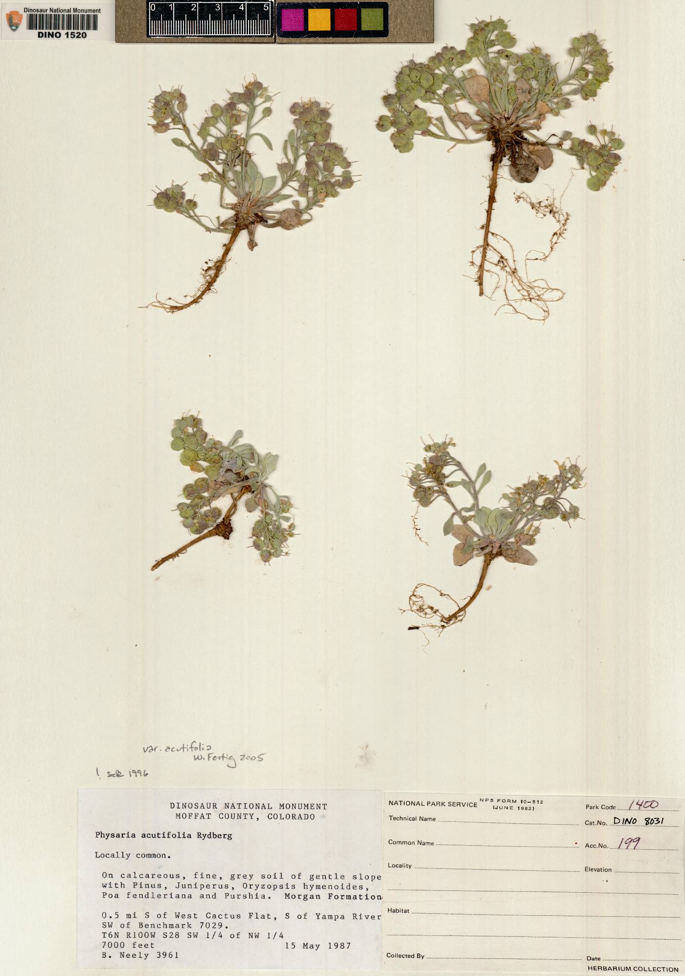 Physaria acutifolia var. acutifolia image