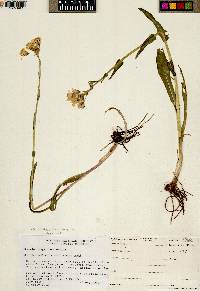 Senecio integerrimus image