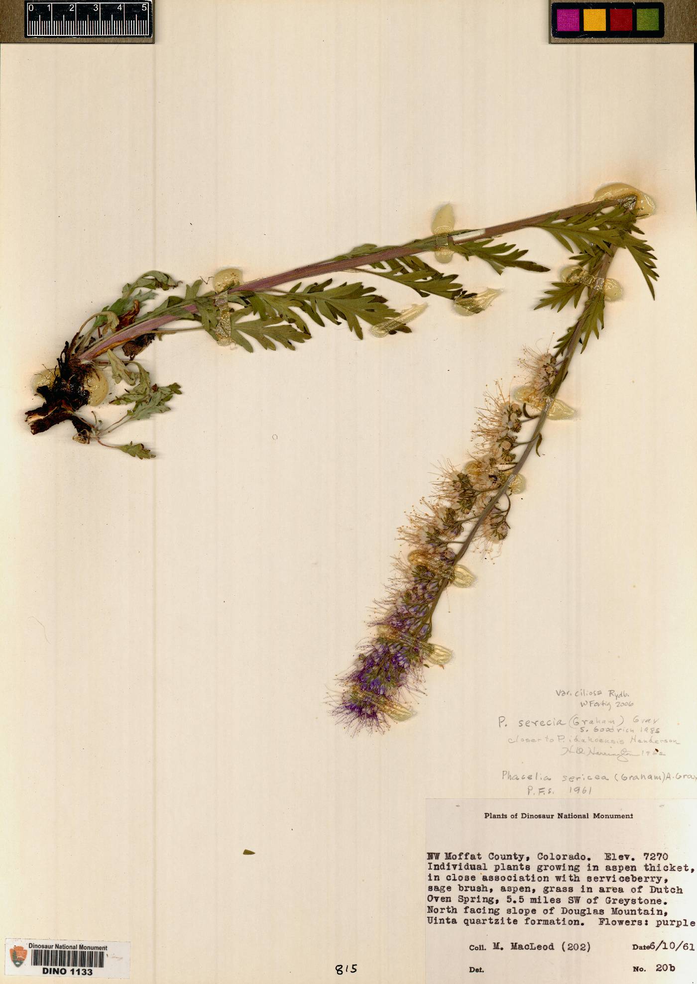 Phacelia sericea subsp. ciliosa image
