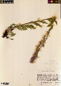 Phacelia sericea subsp. ciliosa image