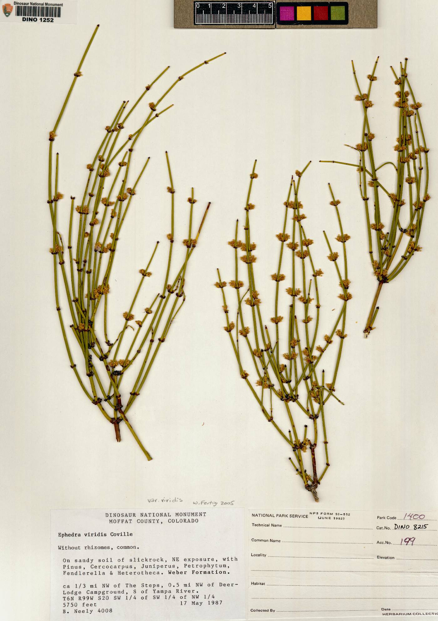 Ephedra viridis var. viridis image