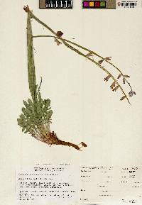 Caulanthus crassicaulis var. crassicaulis image