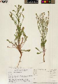 Lepidium densiflorum image