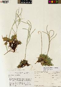 Boechera fernaldiana subsp. fernaldiana image