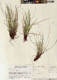 Carex rossii image