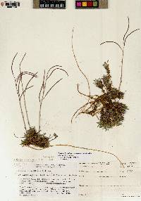 Boechera fernaldiana subsp. fernaldiana image