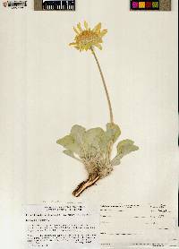 Enceliopsis nudicaulis var. nudicaulis image