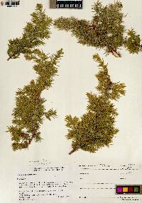 Juniperus communis var. depressa image