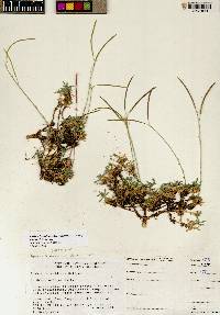 Boechera fernaldiana var. vivariensis image