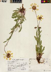 Gaillardia aristata image