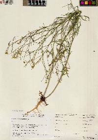 Sisymbrium altissimum image