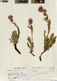 Phacelia hastata image