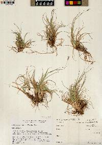 Danthonia unispicata image