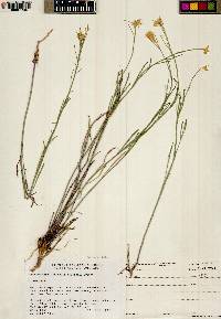 Sisymbrium linifolium image