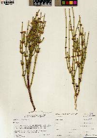 Ephedra viridis var. viridis image