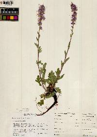 Phacelia sericea subsp. ciliosa image