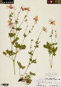 Aquilegia grahamii image