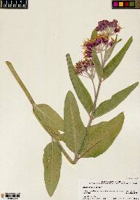 Asclepias speciosa image