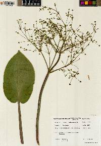 Alisma plantago-aquatica image